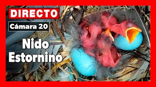 Nido Estornino negro 🔴 DIRECTO Cámara 20  Ávila LAGUNA de EL OSO [upl. by Tenney]