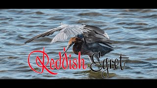 Funny Reddish Egret Fishing wildlife funnymomemts birdlovers birding [upl. by Thurlough153]