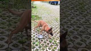 പാത്രത്തിലൊന്നും ഇല്ലല്ലോ😥😥pets puppy dog viral shortshortvideo doglover pet trending [upl. by Inneg]