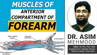 ForeArm  Muscles of Anterior Compartment of Forearm  Hindi  Urdu [upl. by Eimmak]