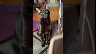 Sweet desperate cute black cat meows for attention meowing [upl. by Alyn834]