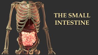 The Small Intestine  Anatomy and Physiology [upl. by Safire]