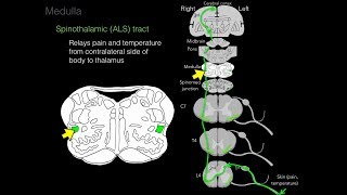 Foundational features of the brainstem [upl. by Kimberlee]