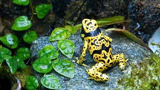 Fine spotted Dendrobates Leucomelas calling [upl. by Havot]