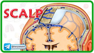 Scalp Anatomy Animation  Head and Neck Anatomy Animations [upl. by Coryden529]