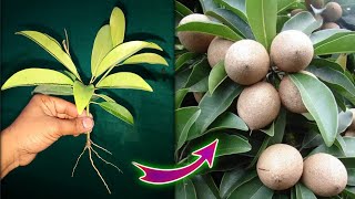 Best trick to grow sapodilla plant from cutting with [upl. by Jegar]