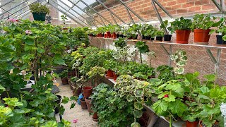 My Pelargonium Greenhouse and upcoming jobs in late January [upl. by Annerol]