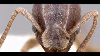 The World Ants  Up close and personal [upl. by Malloch633]