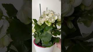 Begonia Wax in Full Bloom Lovely White Flowers 🤍 shorts [upl. by Angelina]