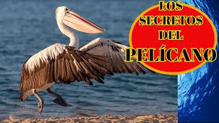 EL PELÍCANO 🦤  El mejor vídeo sobre los pelícanos y su vida secreta🤯🦤 [upl. by Paske]