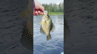 North Cross Lake  Crappie Fishing [upl. by Nare]