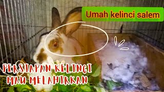 persiapan kelinci mau melahirkanUmahkelincisalem [upl. by Halstead]