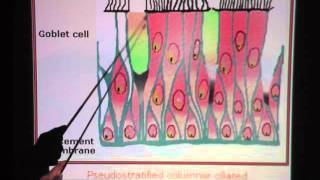 Pseudostratified Ciliated Columnar Epithelium [upl. by Goar]