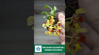 ONCIDIUM COLORATUM  GOMESA COLORATA [upl. by Rodrique]