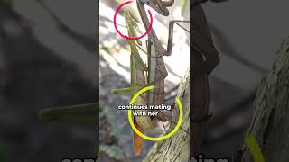 female mantis kills her partner while mating animal animals animalfacts wildlife [upl. by Gabriela]