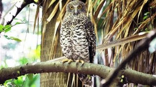 Profile of Australias largest owl  the Powerful Owl [upl. by Elish172]