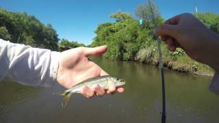 Pike cichlid fishing Uruguay [upl. by Sjoberg]