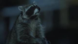 Funny raccoon Geico commercial Cmon Try It [upl. by Odlaniger]