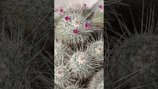 Blooming and huge variety with so many offsets Mammillaria geminispina variety nobilis 🌵🌺💚 [upl. by Arhna689]