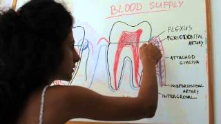 Blood supply of the periodontium [upl. by Yer]