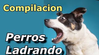 Perros Ladrando Muy Fuerte para molestar a tu perro o gato HD 6 [upl. by Aivlys]