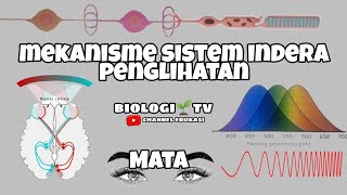 Mekanisme indera penglihatan mekanisme melihat cara kerja mata  Biologi sma kelas 11 sistem indra [upl. by Phillipp]