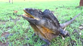 Frilled neck Lizard Chillagoe [upl. by Adala]