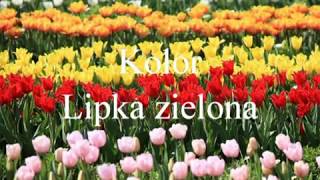 Kolor  Lipka zielona [upl. by Stilwell]