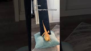 Chuck Zilla is on the loose petshorts beardeddragon pets reptiles [upl. by Aydni]