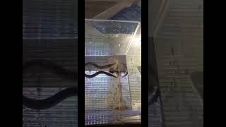 Unboxing Peacock 🦚 Spinney Eel Oddball fish 🐟 [upl. by Asalocin]