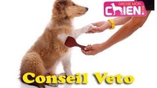 Conseil pansage de votre chien ou chiot par Eric Tramson [upl. by Adaha]