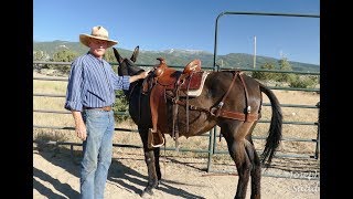 Custom Saddles for Mules  Introduction Video by Joseph Gee Saddlery [upl. by Maurene]