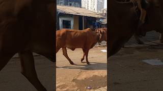 Gaay mata 🐄 shorts trendingshorts youtubeshorts iamharry gaymata viralshorts cowvideos cow [upl. by Llewej]