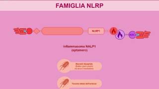 NOD e altri recettori citoplasmatici dellinfiammazione [upl. by Vieva607]