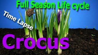 TimeLapse Crocus full season life cycle [upl. by Siram]