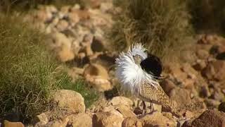 Houbara bustard display [upl. by Lara]