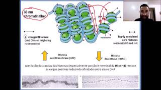 Aula 9  Eucromatina e Heterocromatina [upl. by Zetniuq]