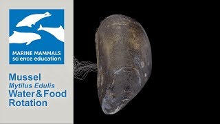 3D Mussel Mytilus Edulis Water and Food Rotation [upl. by Dhar]