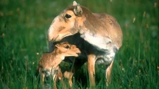 antilope saiga saiga antelope [upl. by Llessur]