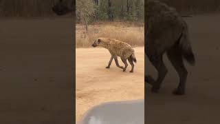 The Insane Biology of The Spotted Hyena l HairRaising Hyena Moments hyena animals [upl. by Stefanie]