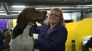 Treeing walker coonhound shines at dog show [upl. by Fergus]