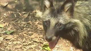 Raccoon dog pups at Mexico zoo [upl. by Notyal512]