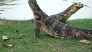 Monitor Lizards Do Battle Lumphini Park  Bangkok Thailand [upl. by Bozovich]