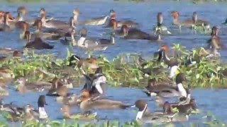 Philippine Duck and wintering waterfowl in Candaba Pampanga Philippines [upl. by Ekim]