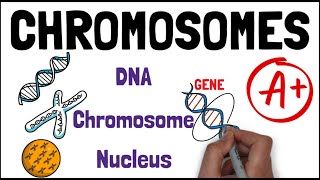 CHROMOSOMES  Biology GCSE and iGCSE Exam Revision [upl. by Vassar613]