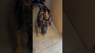 California Homeowner Catches Dog Stealing Trash Can Scraps shorts [upl. by Ogaitnas]