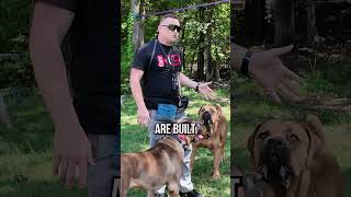 Cane Corso vs Boerboel Whats the Difference [upl. by Chuipek]