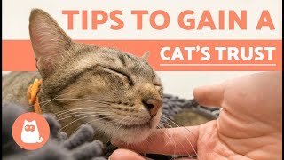 How to Gain the Trust of a Cat [upl. by Aneris]