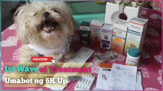 Ehrlichiosis Treatment for Shih Tzu  One Month Medication [upl. by Inness]