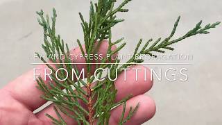 Leyland Cypress Plant Propagation From Cuttings [upl. by Wendy]